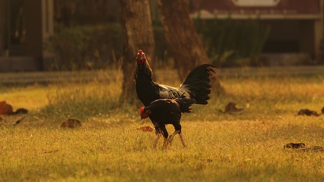 柿子为什么不能多吃，柿子与其他食物的搭配禁忌插图