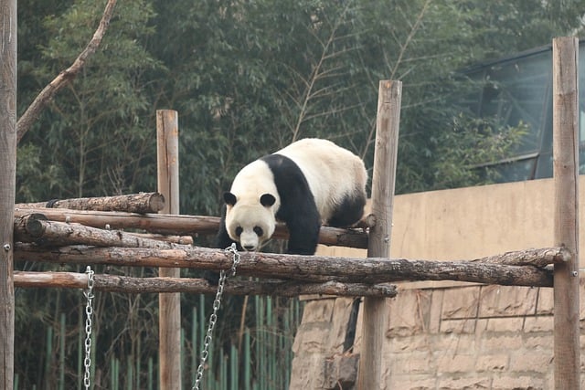 医生为什么不建议婴儿游泳，婴儿游泳的误区和正确认识插图