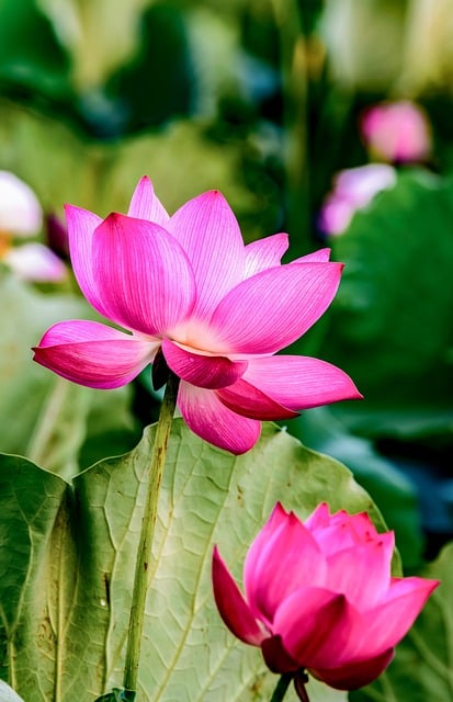 凌霄花为什么又叫死人花，凌霄花的药用价值插图