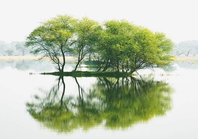 picnic是什么意思， picnic的起源和发展插图