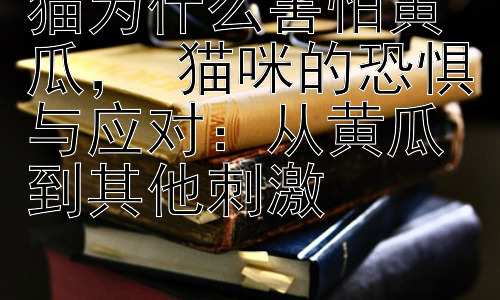 猫为什么害怕黄瓜， 猫咪的恐惧与应对：从黄瓜到其他刺激插图