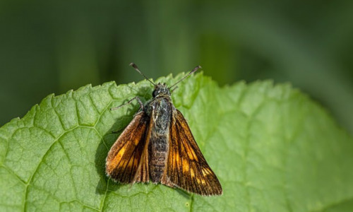 胡志明市为什么叫胡志明市, 胡志明市:从西贡到胡志明市,一个时代的变迁插图3 胡志明市为什么叫胡志明市, 胡志明市:从西贡到胡志明市,一个时代的变迁-图片4