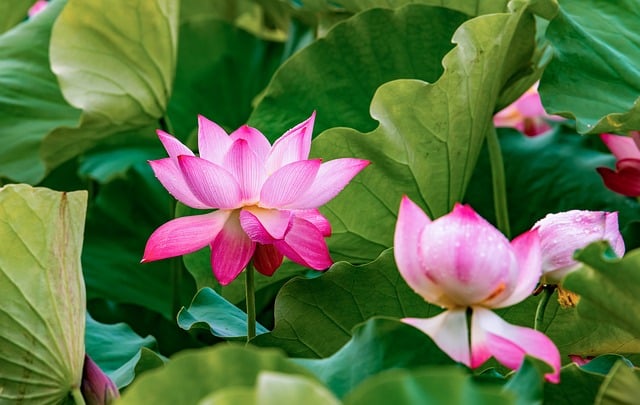 歌曲《花儿为什么这样红》，  花朵颜色的多样性及其生态意义插图2