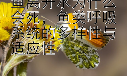 鱼离开水为什么会死，鱼类呼吸系统的多样性与适应性插图