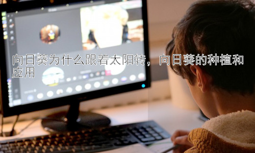 向日葵为什么跟着太阳转，向日葵的种植和应用插图