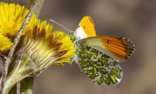 autumn什么意思，Autumn’s Impact on Wildlife: A Time of Change and Adaptation插图2