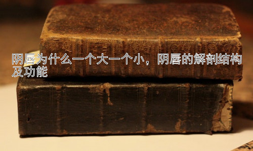 阴唇为什么一个大一个小，阴唇的解剖结构及功能插图