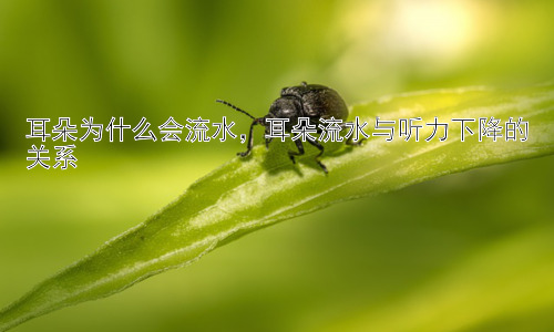 耳朵为什么会流水，耳朵流水与听力下降的关系插图