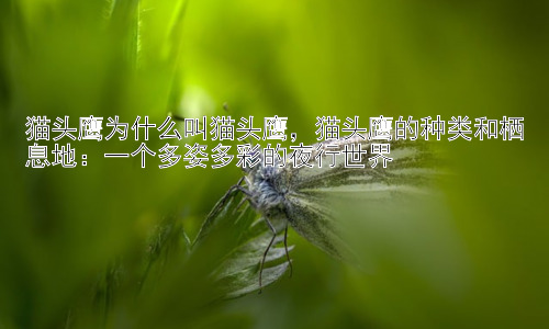猫头鹰为什么叫猫头鹰，猫头鹰的种类和栖息地：一个多姿多彩的夜行世界插图