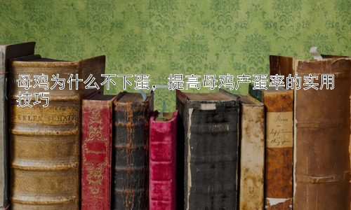 母鸡为什么不下蛋，提高母鸡产蛋率的实用技巧插图