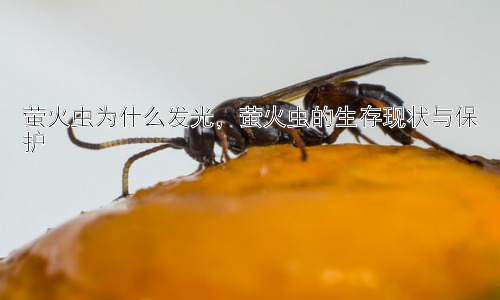 萤火虫为什么发光，萤火虫的生存现状与保护插图