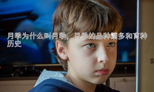 月季为什么叫月季，月季的品种繁多和育种历史插图