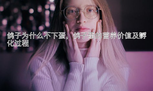 鸽子为什么不下蛋，鸽子蛋的营养价值及孵化过程插图