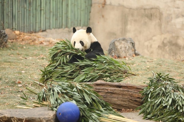 鼻祖是什么意思，鼻祖与开山祖师的区别插图3