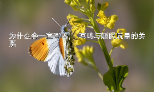 为什么会一直耳鸣， 耳鸣与睡眠质量的关系插图