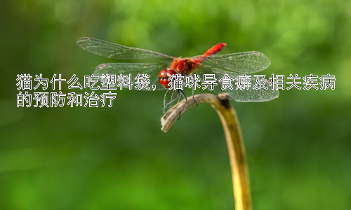 猫为什么吃塑料袋，猫咪异食癖及相关疾病的预防和治疗插图