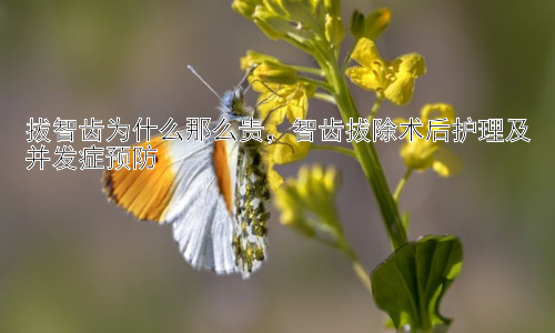 拔智齿为什么那么贵，智齿拔除术后护理及并发症预防插图