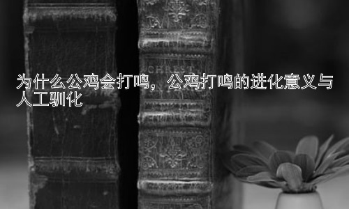 为什么公鸡会打鸣，公鸡打鸣的进化意义与人工驯化插图
