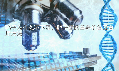 鸭子为什么不下蛋，鸭子蛋的营养价值及食用方法插图