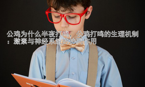 公鸡为什么半夜打鸣，公鸡打鸣的生理机制：激素与神经系统的协同作用插图