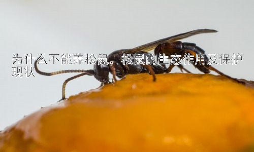 为什么不能养松鼠，松鼠的生态作用及保护现状插图