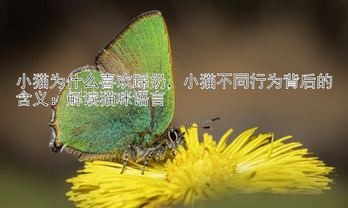 小猫为什么喜欢踩奶，小猫不同行为背后的含义：解读猫咪语言插图
