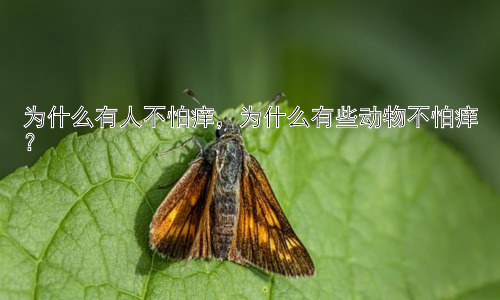 为什么有人不怕痒，为什么有些动物不怕痒？插图