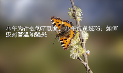 中午为什么钓不到鱼，中午钓鱼技巧：如何应对高温和强光插图