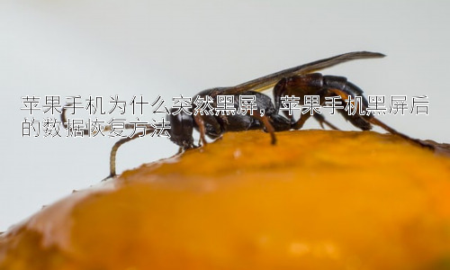 苹果手机为什么突然黑屏，苹果手机黑屏后的数据恢复方法插图