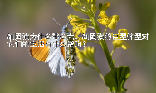 缅因猫为什么那么大，缅因猫的巨型体型对它们的生活有什么影响？插图