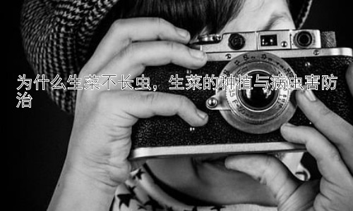 为什么生菜不长虫，生菜的种植与病虫害防治插图