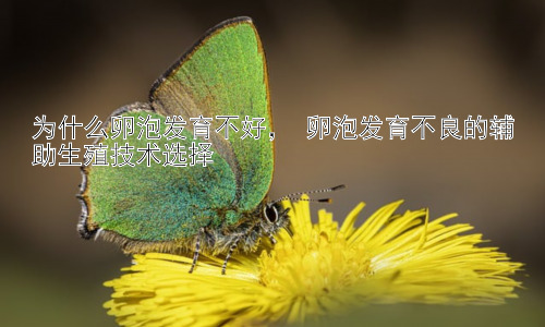为什么卵泡发育不好， 卵泡发育不良的辅助生殖技术选择插图