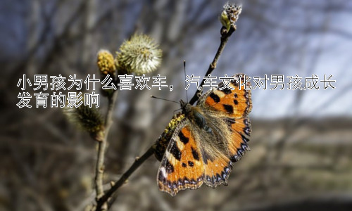 小男孩为什么喜欢车，汽车文化对男孩成长发育的影响插图