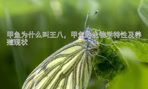 甲鱼为什么叫王八，甲鱼的生物学特性及养殖现状插图