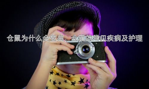 仓鼠为什么会变扁，仓鼠的常见疾病及护理插图