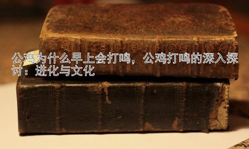 公鸡为什么早上会打鸣，公鸡打鸣的深入探讨：进化与文化插图