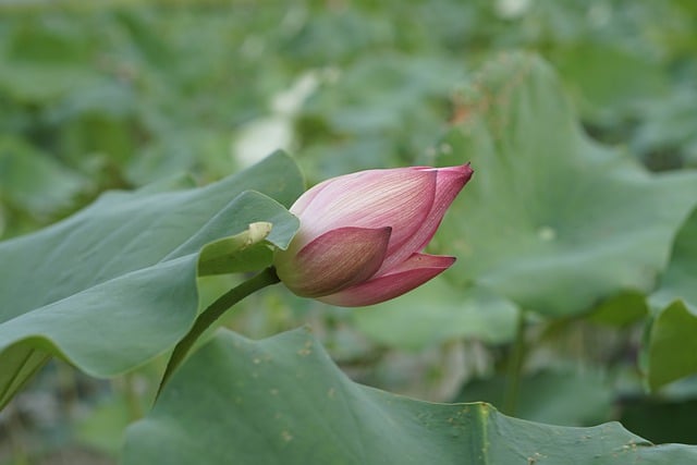 重阳节为什么要插茱萸，重阳节插茱萸的习俗会消失吗？插图2