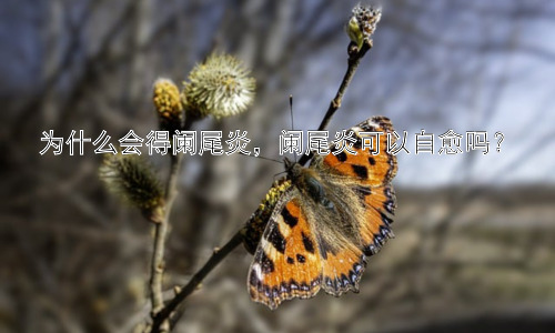 为什么会得阑尾炎，阑尾炎可以自愈吗？插图