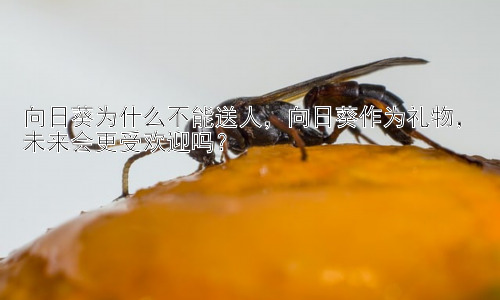 向日葵为什么不能送人，向日葵作为礼物，未来会更受欢迎吗？插图