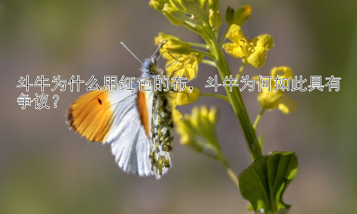 斗牛为什么用红色的布，斗牛为何如此具有争议？插图