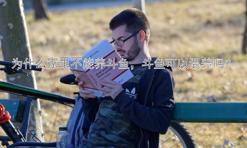为什么家里不能养斗鱼，斗鱼可以混养吗？插图