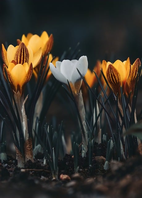 为什么芙蓉树叫鬼树，芙蓉树被称为“鬼树”是否真的是一种迷信？插图2