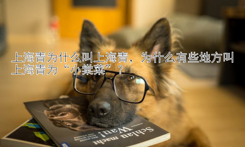 上海青为什么叫上海青，为什么有些地方叫上海青为“小棠菜”？插图