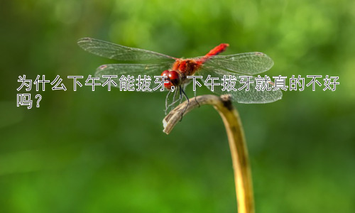 为什么下午不能拔牙，下午拔牙就真的不好吗？插图