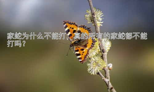 家蛇为什么不能打，真的所有的家蛇都不能打吗？插图