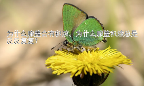 为什么膝盖会有积液，为什么膝盖积液总是反反复复？插图