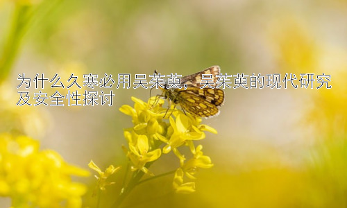 为什么久寒必用吴茱萸，吴茱萸的现代研究及安全性探讨插图
