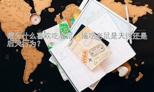 猫为什么喜欢吃老鼠，猫吃老鼠是天性还是后天行为？插图